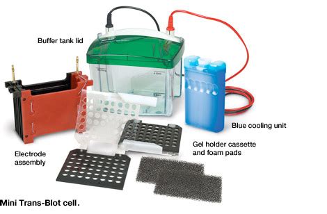 western blot equipment