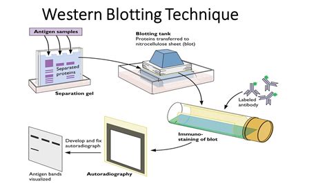 western blot procedure pdf