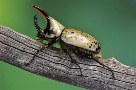 western hercules beetle lifespan