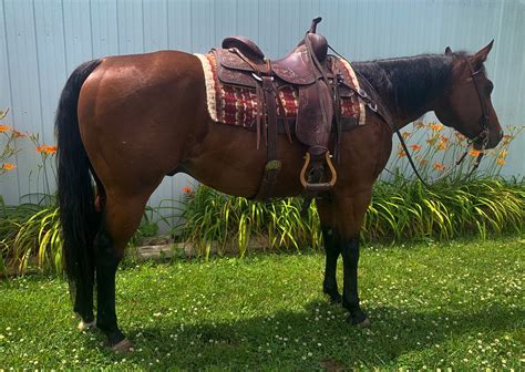 western pleasure horses for sale in ny state