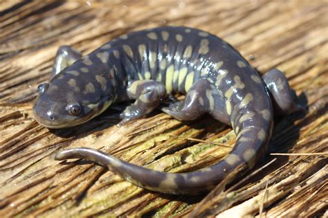 western tiger salamander for sale