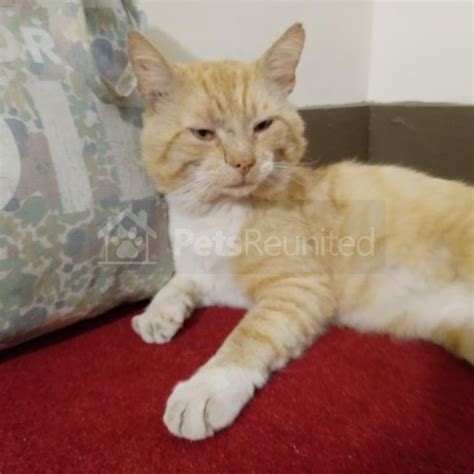 Westminster Lost And Found Pets