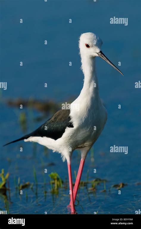 wetland birds in sri lanka