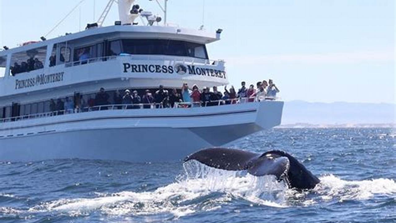 Whale Season in Monterey, CA: A Traveler's Guide to Witnessing Nature's Giants