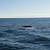 whale watching ogunquit