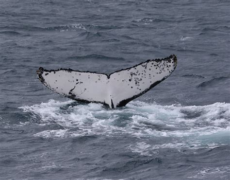whale 5 tail