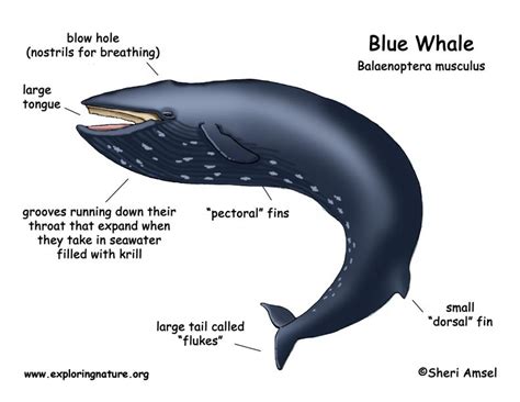 whale adaptations for kids