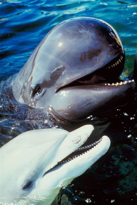 whale and dolphin family