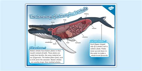 Whale Arm Anatomy