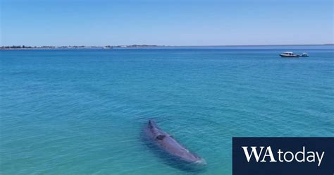 whale beached at rockingham