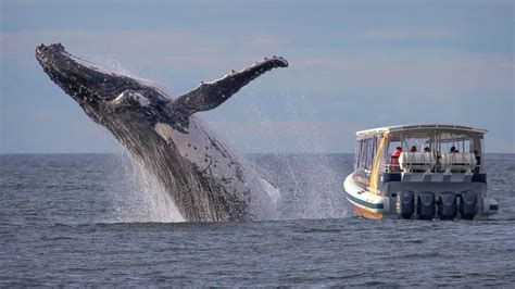 whale breaches near boat