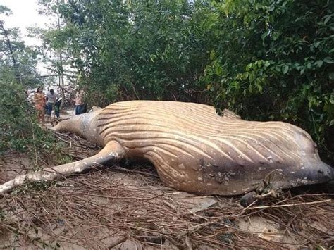 whale dead in amazon