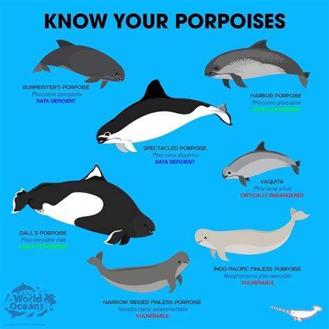 whale dolphin and porpoise family