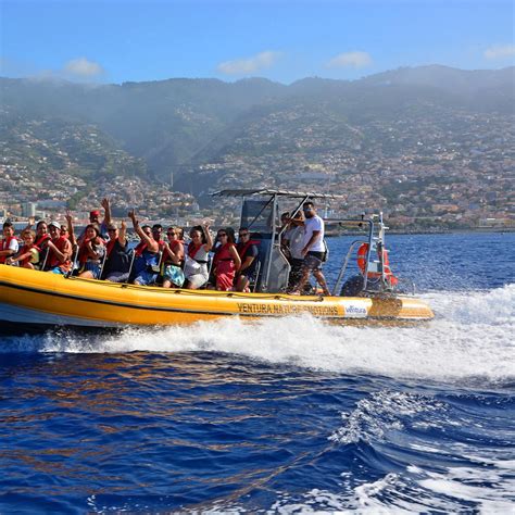 whale dolphin funchal