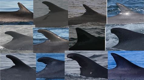 whale dorsal fin chart