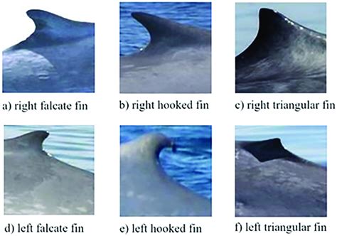 whale dorsal fin identification