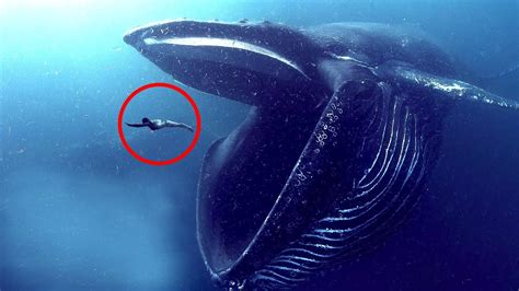 whale eat human