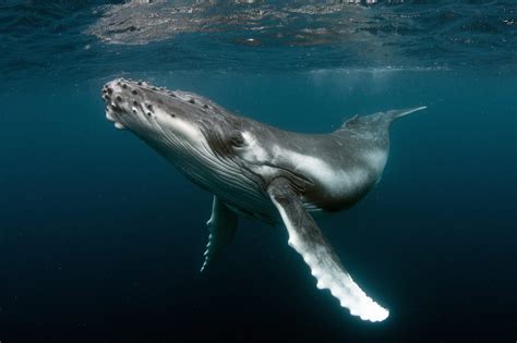 whale environment