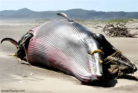 whale exploding after death