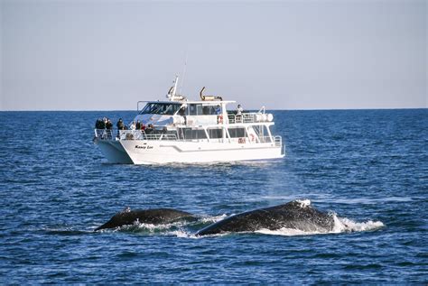 whale festival phillip island 2023