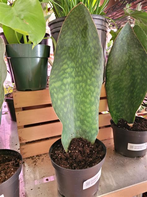 whale fin sansevieria for sale