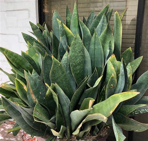 whale fin sansevieria near me