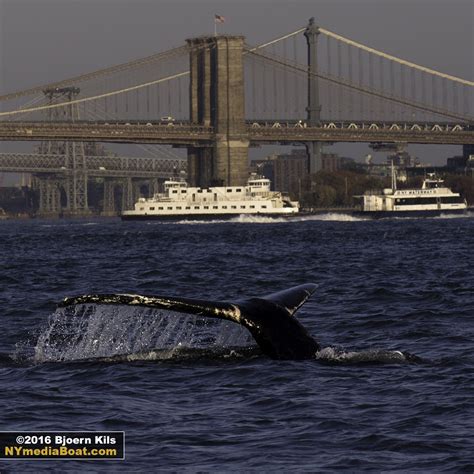 whale in new york