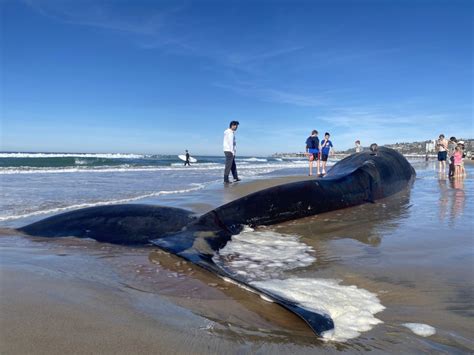 whale in pacific beach