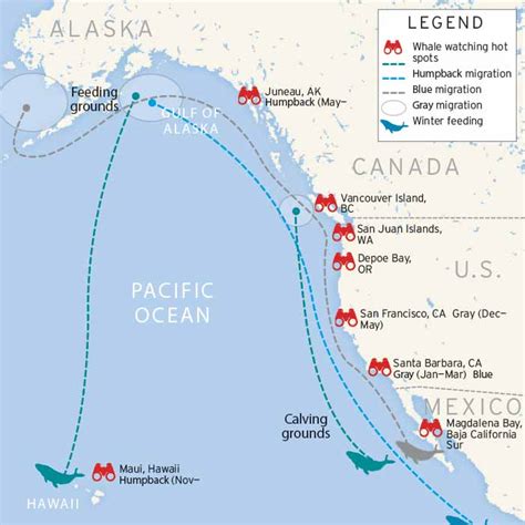 whale migration along the west coast