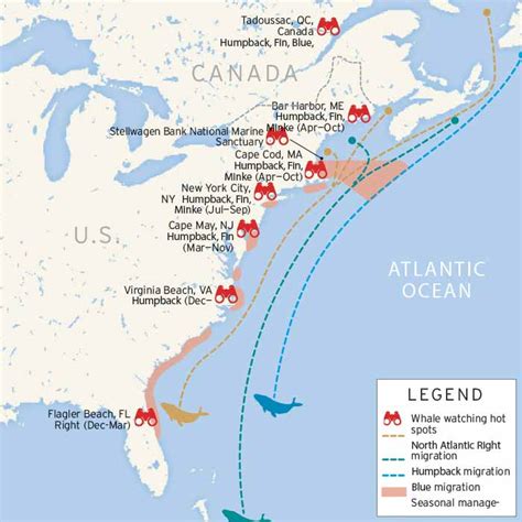 whale migration atlantic east coast