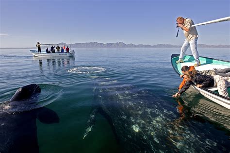 whale migration baja california