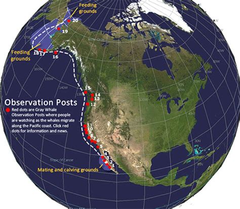 whale migration california coast