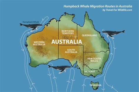 whale migration map australia