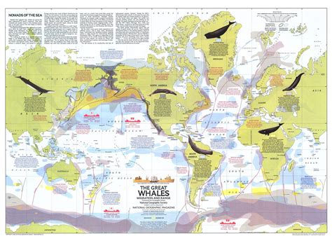 whale migration map pacific ocean