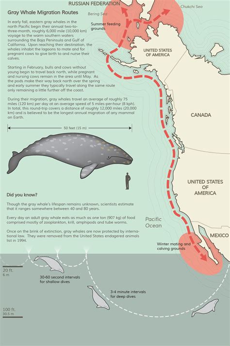 whale migration west coast