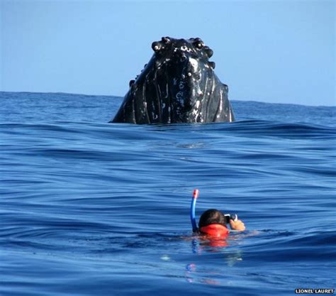 whale next to human