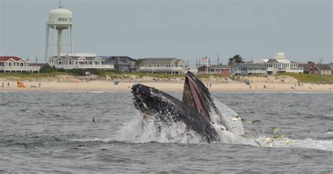 whale on beach in nj