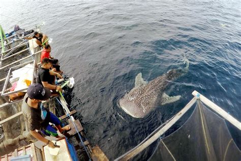 whale shark danger to humans