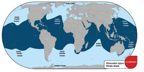 whale shark location map