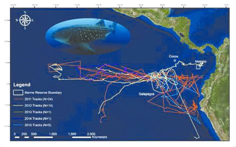 whale shark migration map
