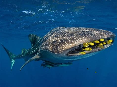 whale shark ocean zone