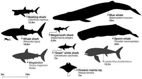 whale shark size comparison chart 2019