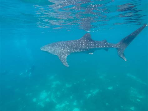whale sharks cebu