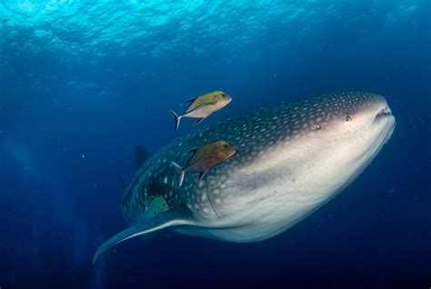 whale sharks in the galapagos