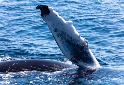 whale sightings cape cod 2022