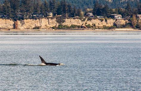 whale sightings puget sound today