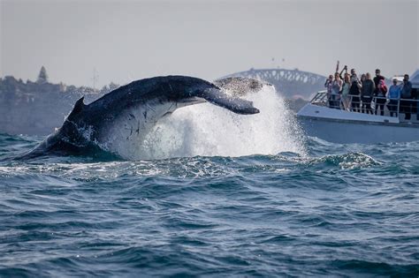whale sightings today nsw