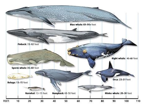 whale size chart comparison