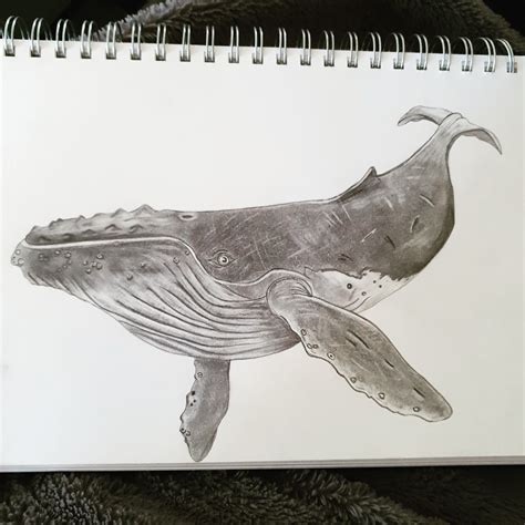  25 Idea Whale Sketch Drawing For Kids