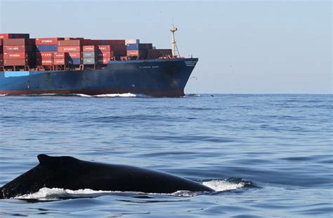 whale vessel strike conservation efforts 2022